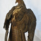 Vintage Pre-1947 Taxidermy European Honey Buzzard Mounted