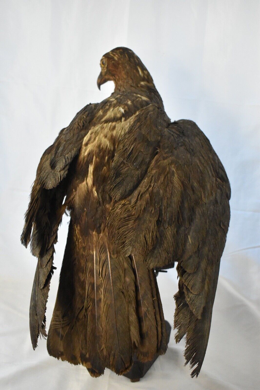 Vintage Pre-1947 Taxidermy European Honey Buzzard Mounted