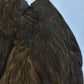 Vintage Pre-1947 Taxidermy European Honey Buzzard Mounted