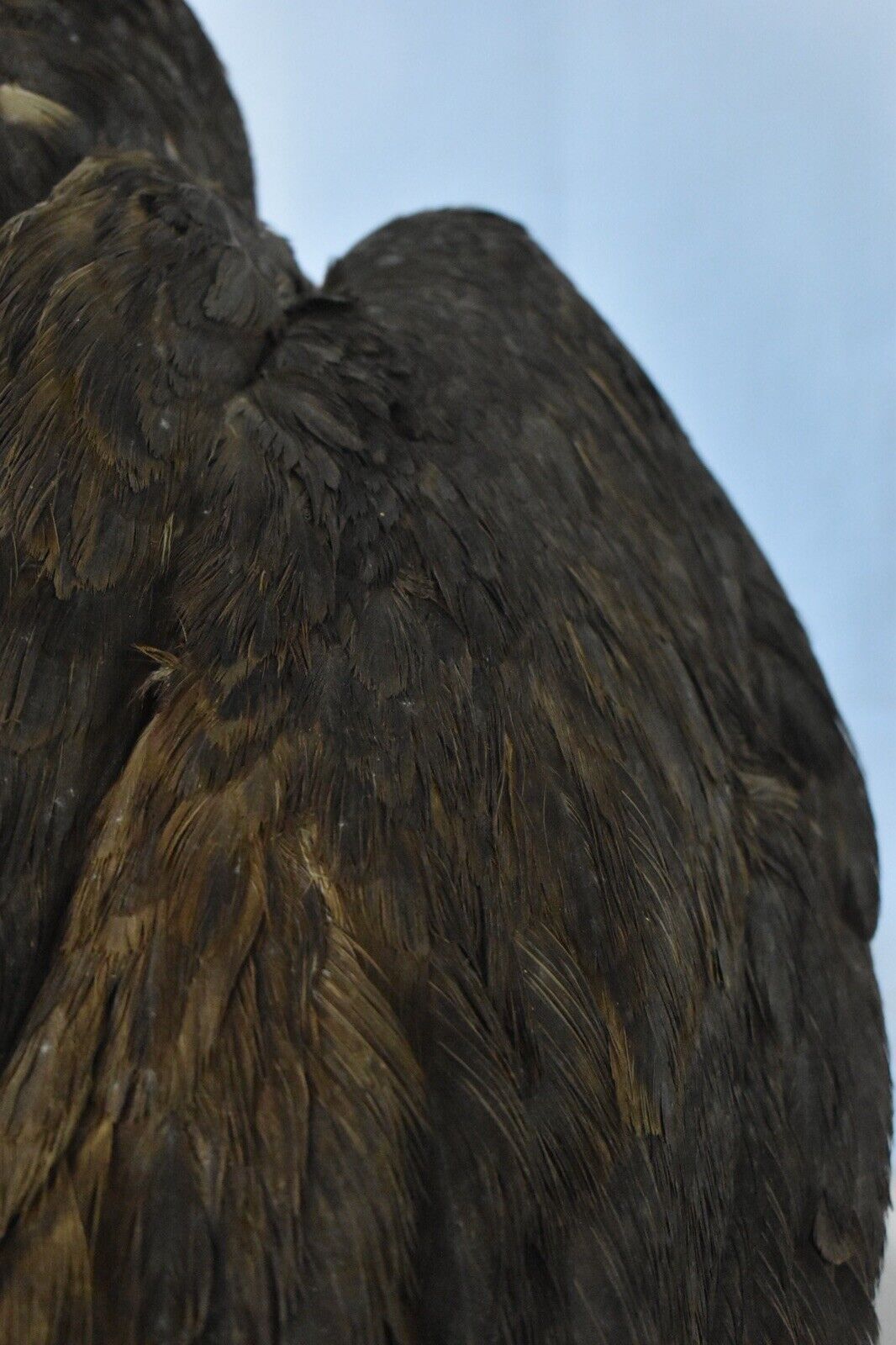 Vintage Pre-1947 Taxidermy European Honey Buzzard Mounted