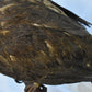 Vintage Pre-1947 Taxidermy European Honey Buzzard Mounted