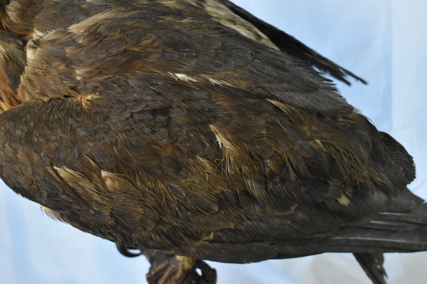 Vintage Pre-1947 Taxidermy European Honey Buzzard Mounted