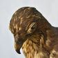 Vintage Pre-1947 Taxidermy European Honey Buzzard Mounted