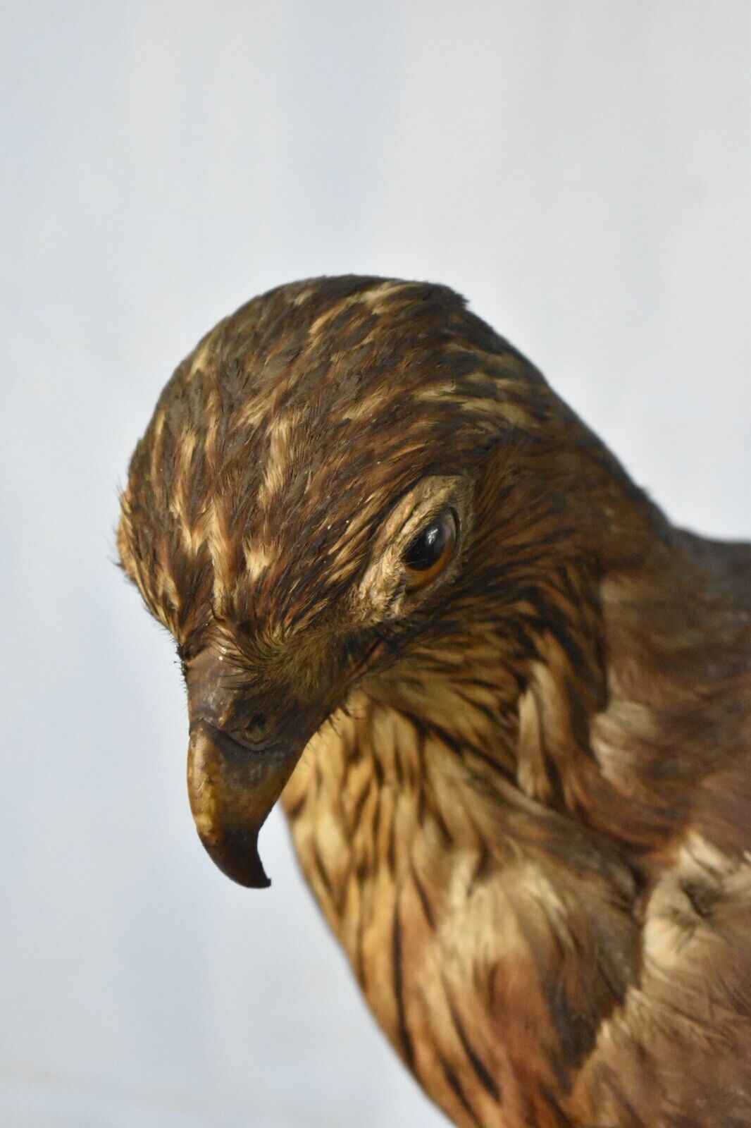 Vintage Pre-1947 Taxidermy European Honey Buzzard Mounted