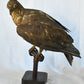 Vintage Pre-1947 Taxidermy European Honey Buzzard Mounted