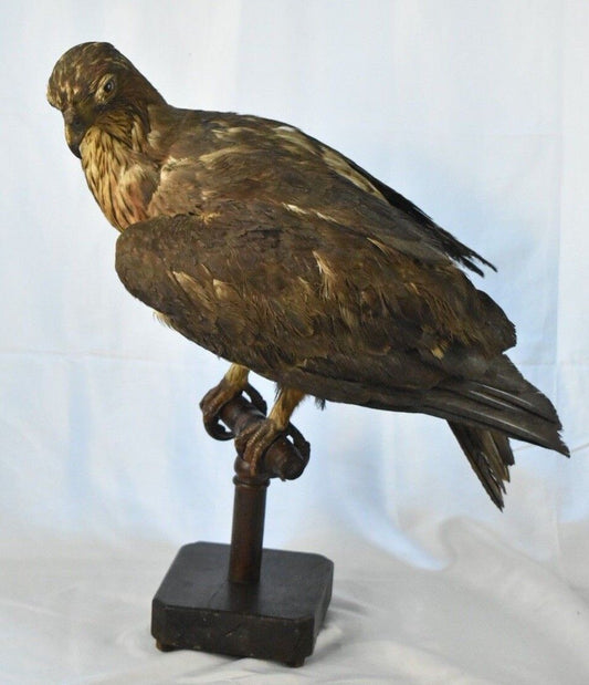 Vintage Pre-1947 Taxidermy European Honey Buzzard Mounted