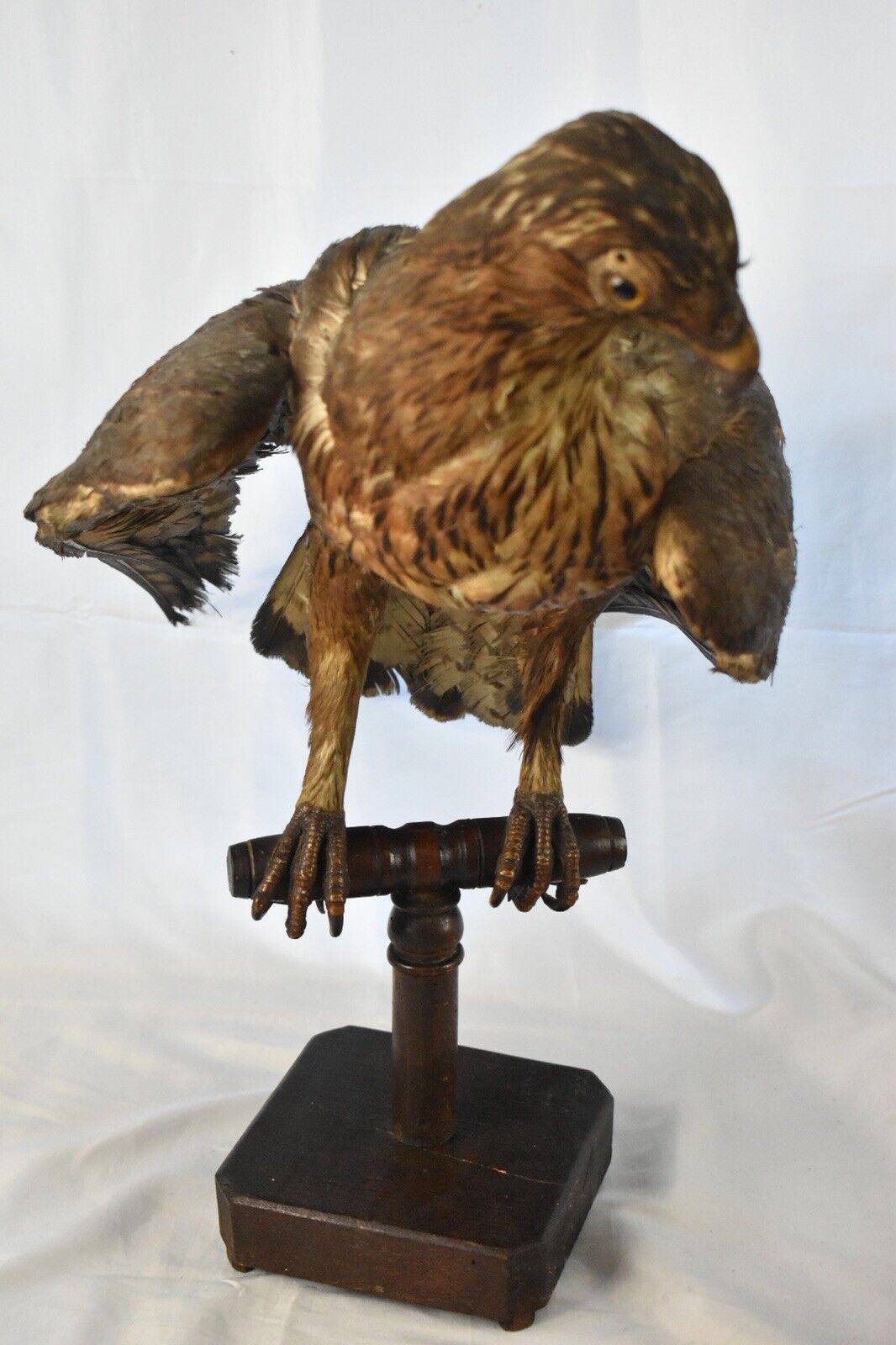 Vintage Pre-1947 Taxidermy European Honey Buzzard Mounted