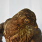 Vintage Pre-1947 Taxidermy European Honey Buzzard Mounted