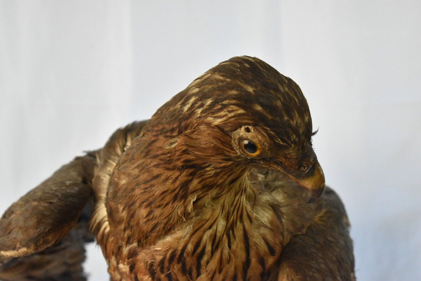 Vintage Pre-1947 Taxidermy European Honey Buzzard Mounted