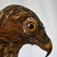 Vintage Pre-1947 Taxidermy European Honey Buzzard Mounted