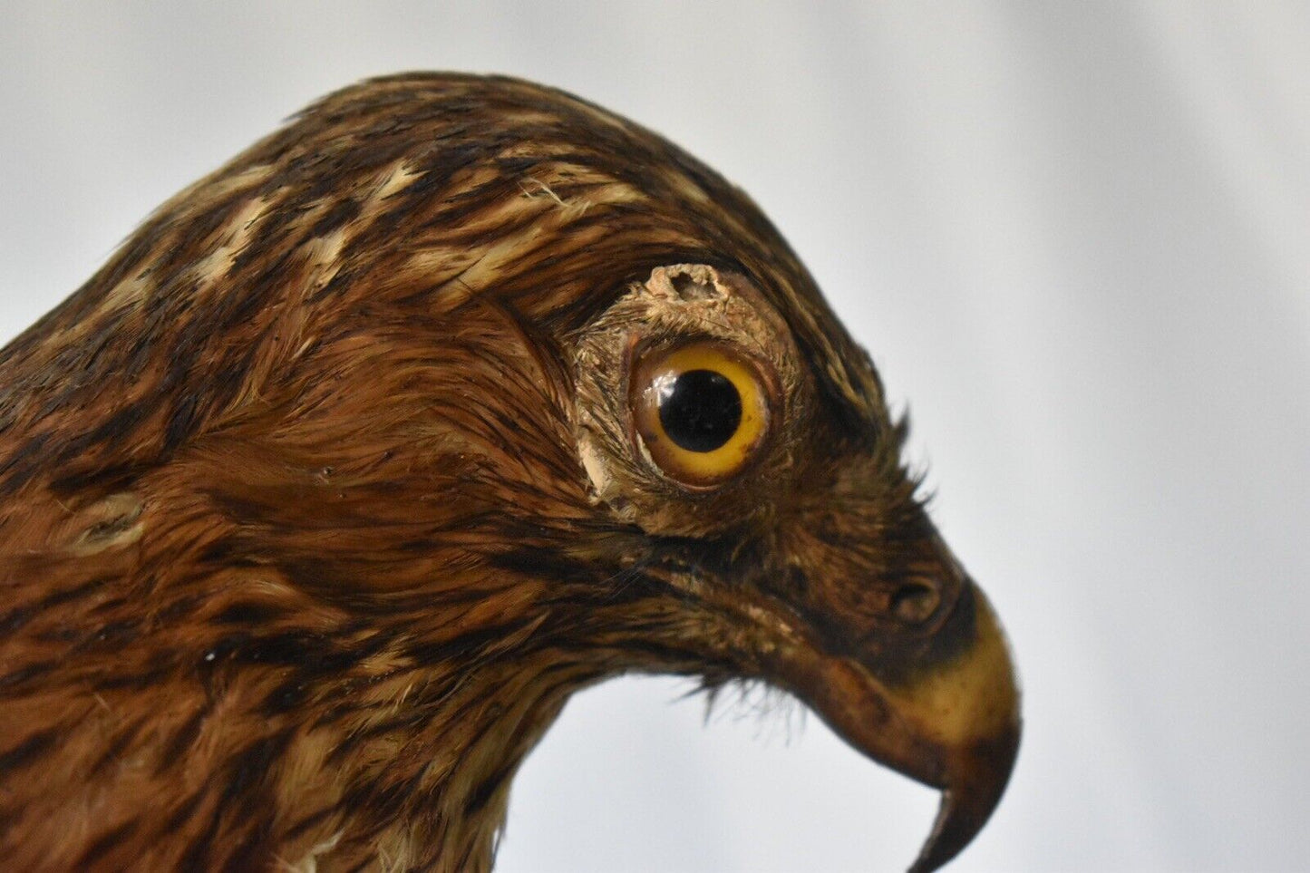 Vintage Pre-1947 Taxidermy European Honey Buzzard Mounted