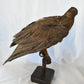 Vintage Pre-1947 Taxidermy European Honey Buzzard Mounted