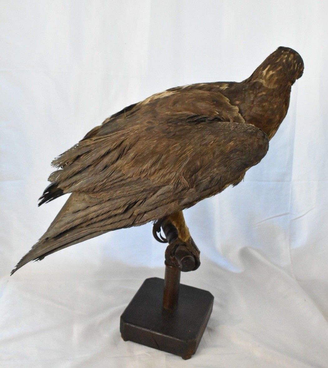 Vintage Pre-1947 Taxidermy European Honey Buzzard Mounted