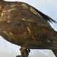 Vintage Pre-1947 Taxidermy European Honey Buzzard Mounted