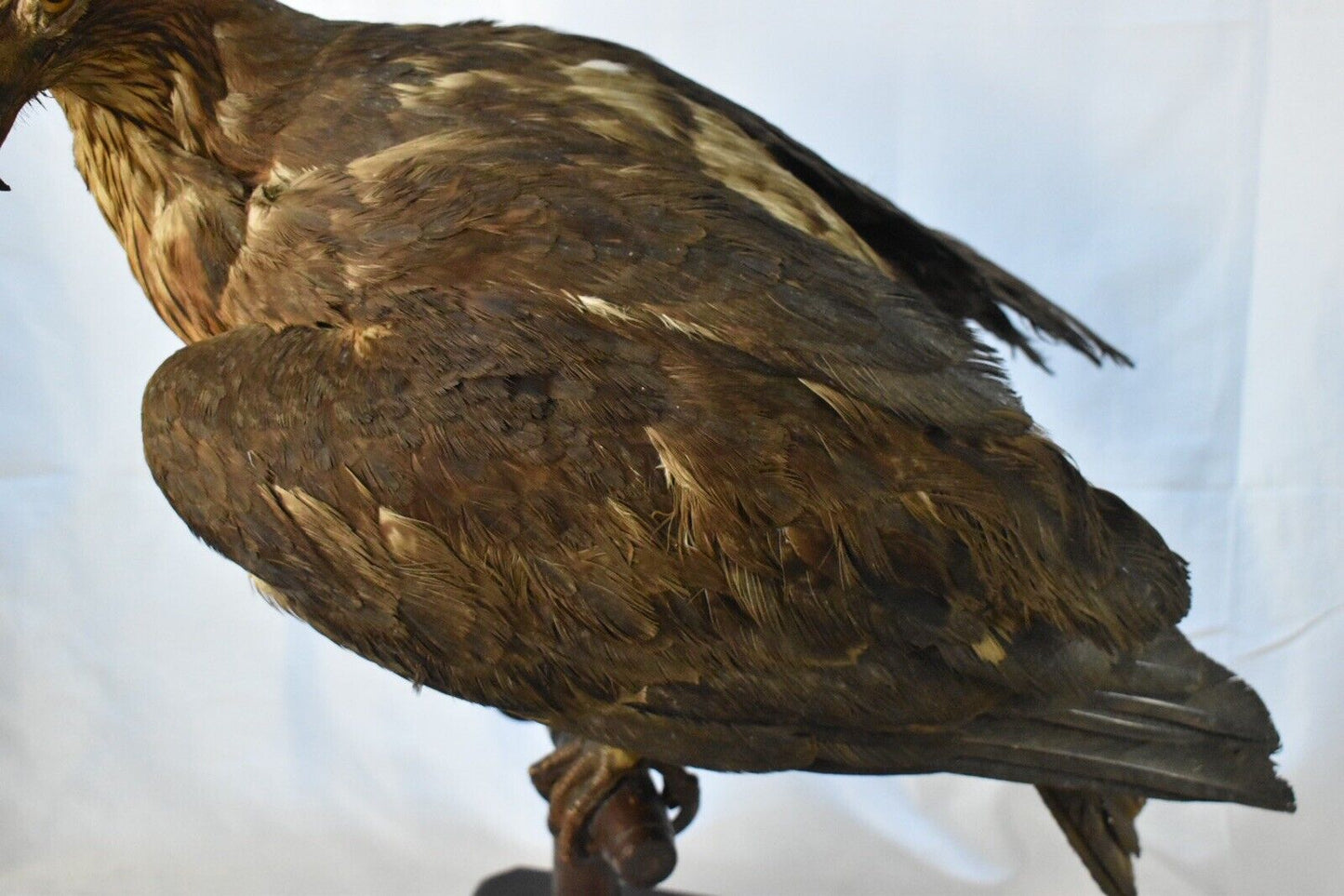 Vintage Pre-1947 Taxidermy European Honey Buzzard Mounted