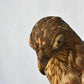 Vintage Pre-1947 Taxidermy European Honey Buzzard Mounted