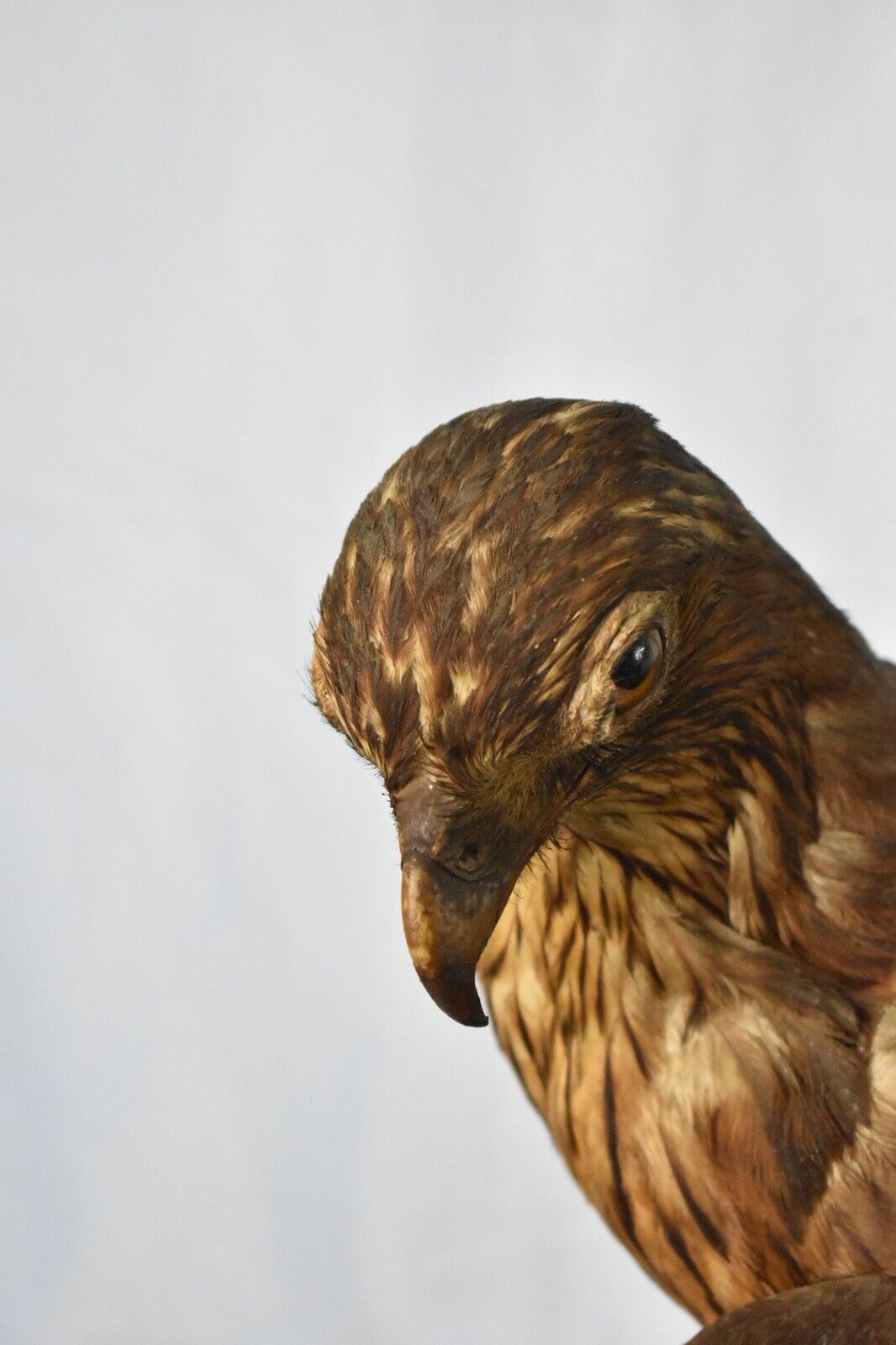 Vintage Pre-1947 Taxidermy European Honey Buzzard Mounted